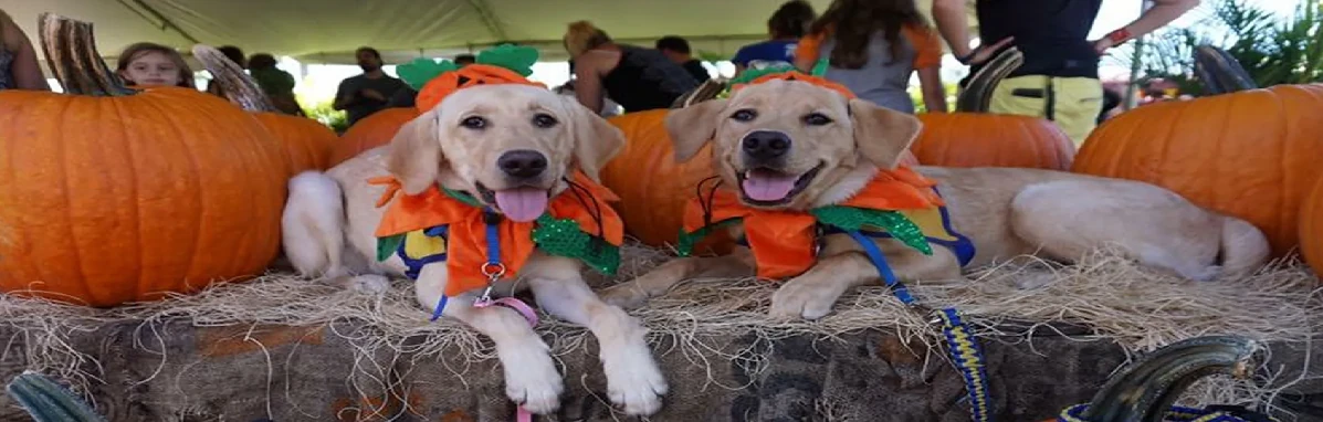 Pumpkin Bandana