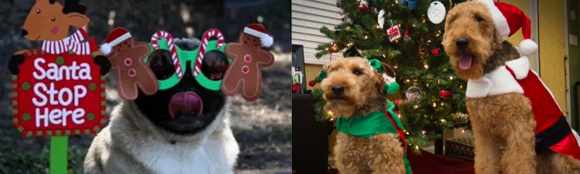 Turkey Pup Costume